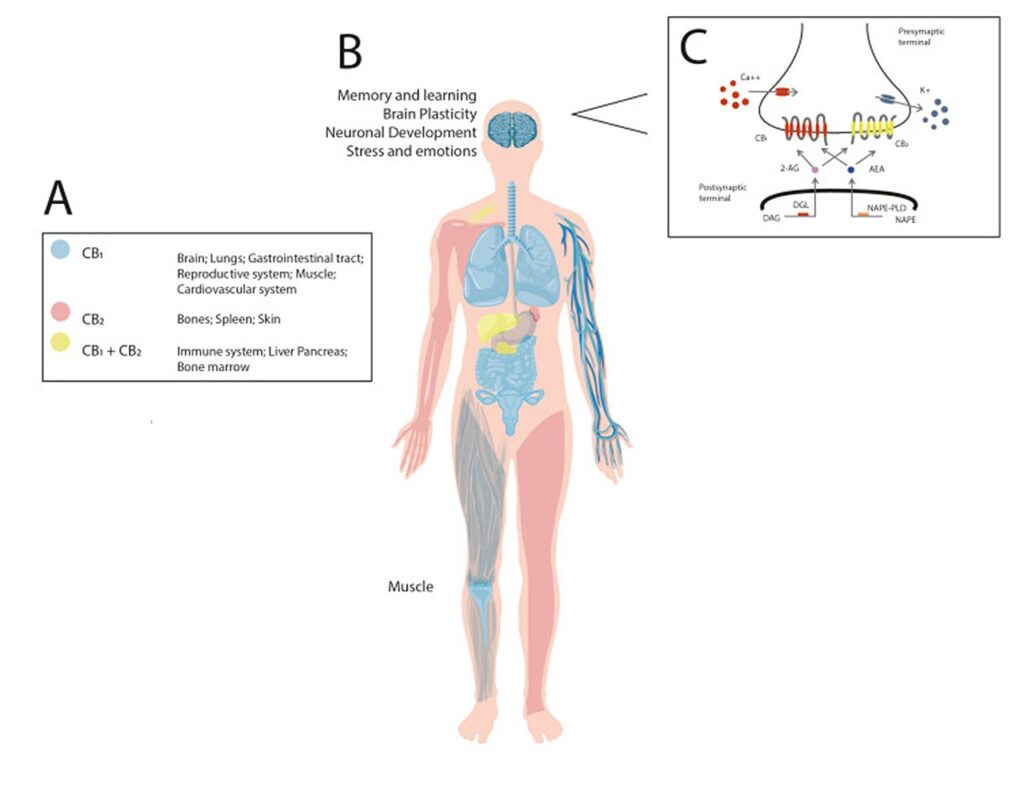 Das Endocannabinoidsystem